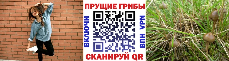 Галлюциногенные грибы мицелий  Купить где  Лодейное Поле 